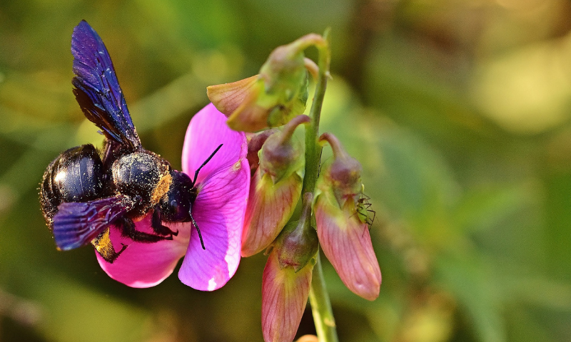 Holzbiene Insekt Blume